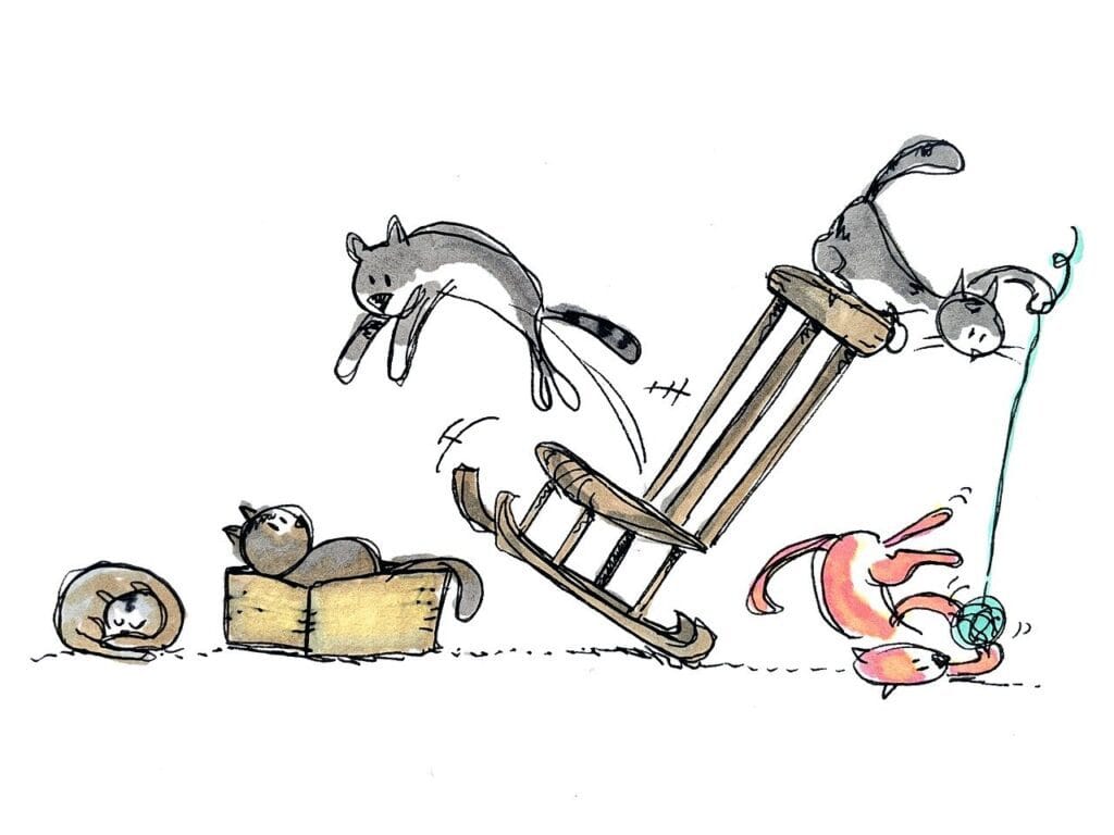 Primera Adaptación Al Nuevo Hogar de un gato