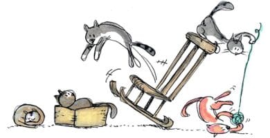 Primera Adaptación Al Nuevo Hogar de un gato