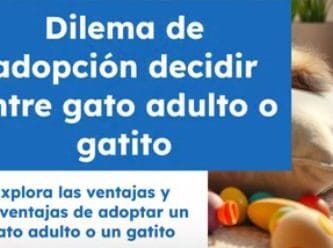 ES Iniciar sesión ¿Es mejor adoptar un gatito o un gato adulto?