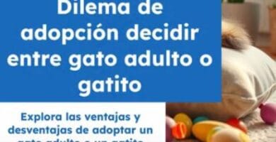 ES Iniciar sesión ¿Es mejor adoptar un gatito o un gato adulto?