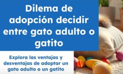 ES Iniciar sesión ¿Es mejor adoptar un gatito o un gato adulto?
