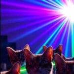 Fiesta en la oficina de gatoworldspain