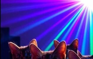 Fiesta en la oficina de gatoworldspain