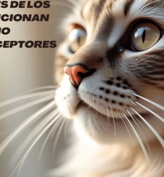 Los Bigotes de los Gatos Funcionan Como Mecanoreceptores