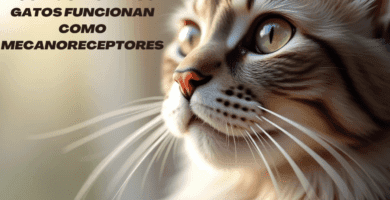 Los Bigotes de los Gatos Funcionan Como Mecanoreceptores