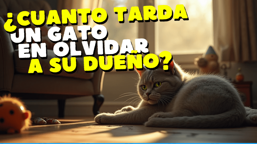 ¿Cuánto Tarda Un Gato En Olvidar A Su Dueño?
