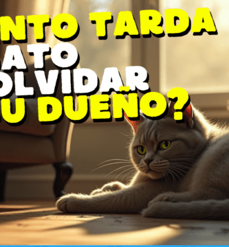 ¿Cuánto Tarda Un Gato En Olvidar A Su Dueño?