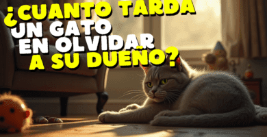¿Cuánto Tarda Un Gato En Olvidar A Su Dueño?