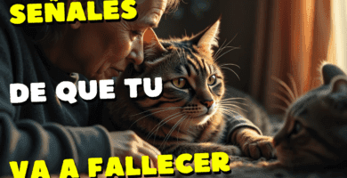 Señales De Que Tu Gato Está A Punto De Fallecer
