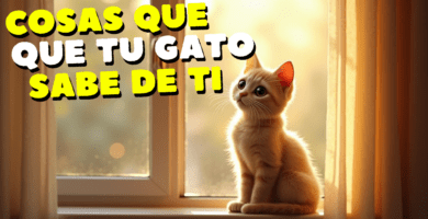 Cosas Que Tu Gato Sabe Sobre Ti