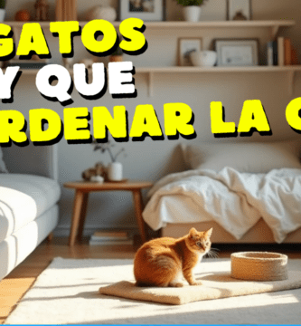 Mantener Tu Casa Aseada Cuando Tenemos Un Gato