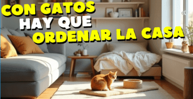 Mantener Tu Casa Aseada Cuando Tenemos Un Gato