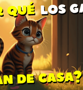¿Por Qué Los Gatos Se Van De Casa Y No Regresan?