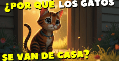 ¿Por Qué Los Gatos Se Van De Casa Y No Regresan?