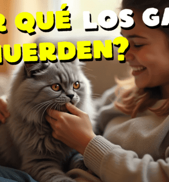 ¿Por Qué Los Gatos Te Muerden?