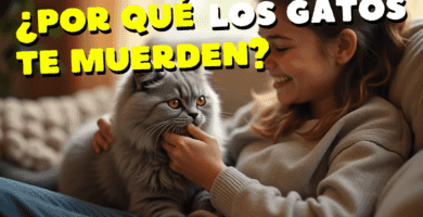 ¿Por Qué Los Gatos Te Muerden?