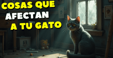 Cosas Que Afectan Emocionalmente A Los Gatos