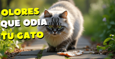Olores Que Más Odian Los Gatos