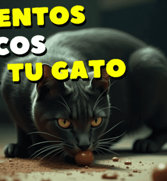 Alimentos Tóxicos Para Los Gatos