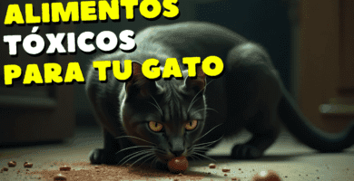 Alimentos Tóxicos Para Los Gatos