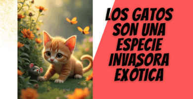 Los Gatos Son Una Especie Invasora Exótica