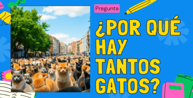 ¿Por Qué Hay Tantos Gatos?