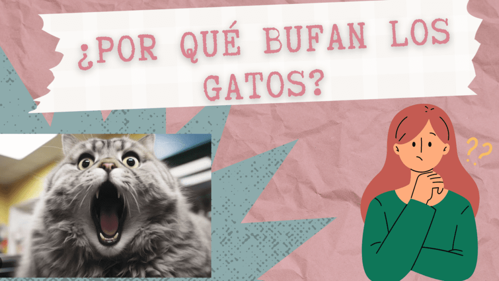 El Bufido De Los Gatos