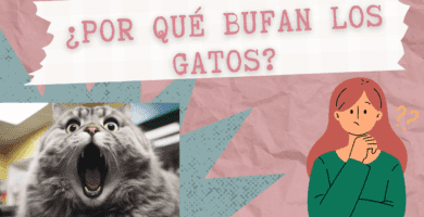 El Bufido De Los Gatos