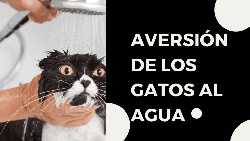 Aversión De Los Gatos Al Agua