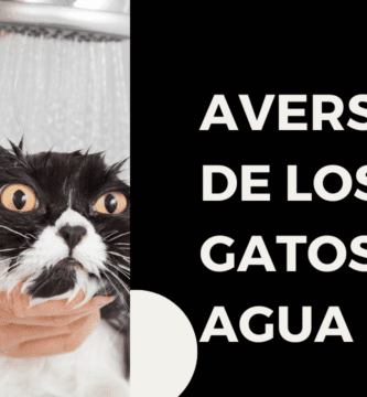 Aversión De Los Gatos Al Agua