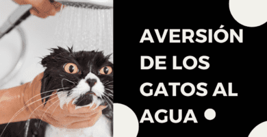 Aversión De Los Gatos Al Agua