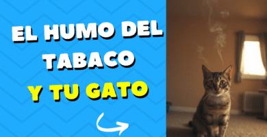 Humo Del Tabaco