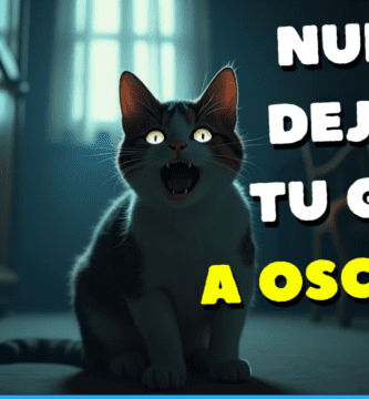 Nunca Dejes A Tu Gato A Oscuras