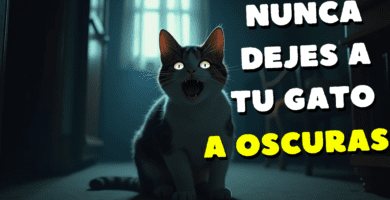 Nunca Dejes A Tu Gato A Oscuras