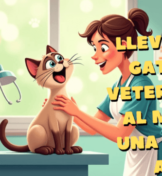 Lleve A Su Gato Al Veterinario Al Menos Una Vez Al Año