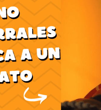 No Acorrales Nunca A Un Gato