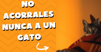 No Acorrales Nunca A Un Gato