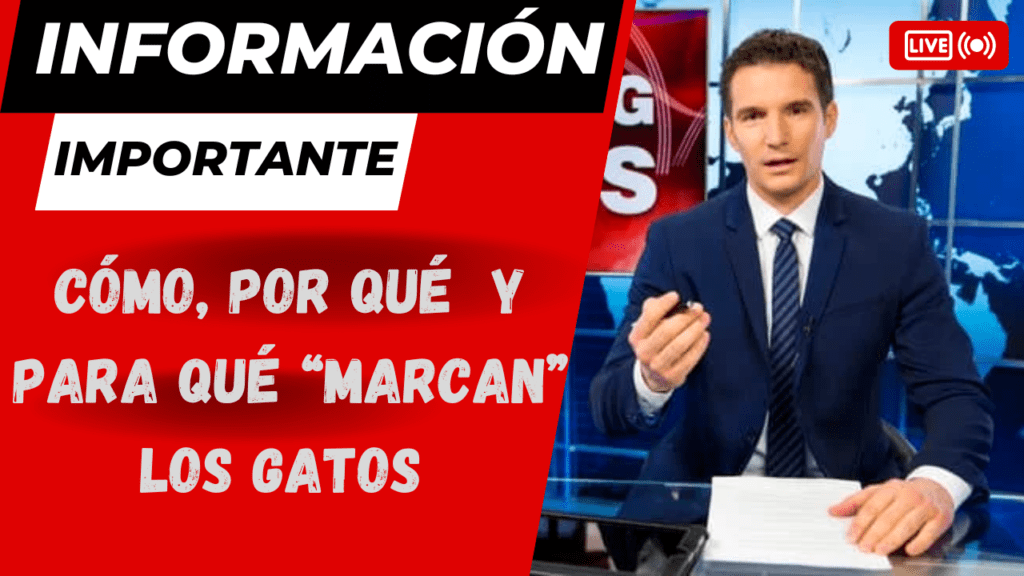 Los Gatos No Marcan Solo Con Orina
