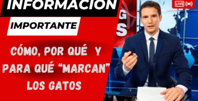 Los Gatos No Marcan Solo Con Orina