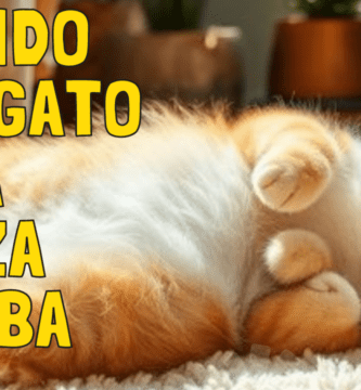 Cuando Los Gatos Están Panza Arriba Indican Que Están A Gusto