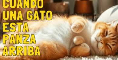 Cuando Los Gatos Están Panza Arriba Indican Que Están A Gusto
