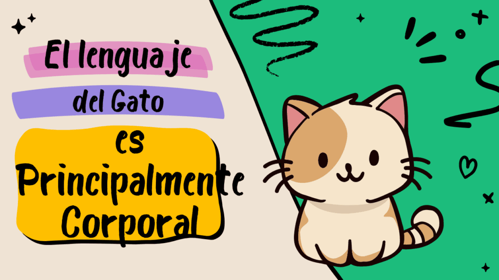 El Lenguaje del Gato Es Principalmente Corporal