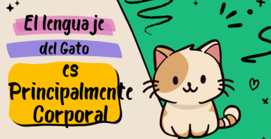 El Lenguaje del Gato Es Principalmente Corporal