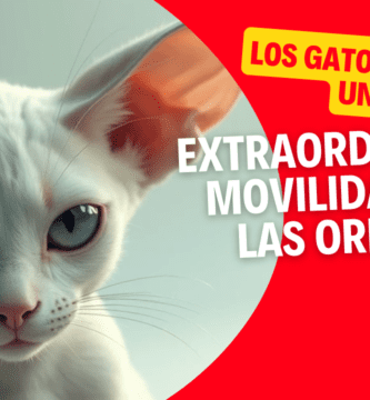 Los Gatos Tienen Una Extraordinaria Movilidad En Las Orejas