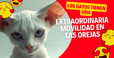 Los Gatos Tienen Una Extraordinaria Movilidad En Las Orejas