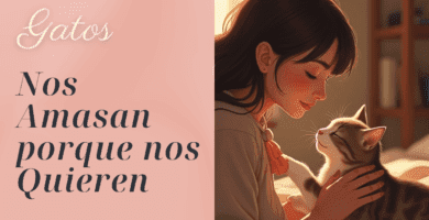 los gatos Nos Amasan Porque Nos Quieren