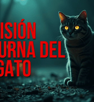 Visión Nocturna del Gato