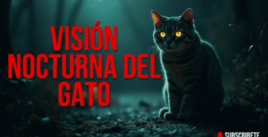 Visión Nocturna del Gato