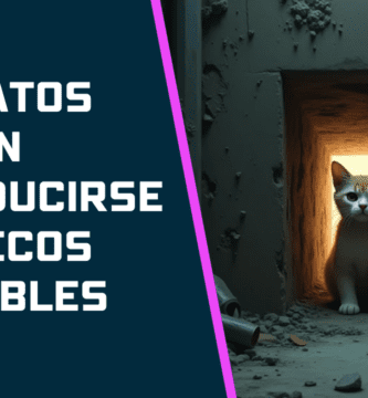 Los Gatos Pueden Introducirse En Huecos Imposibles
