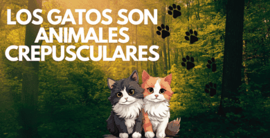 Los Gatos Son Animales Crepusculares